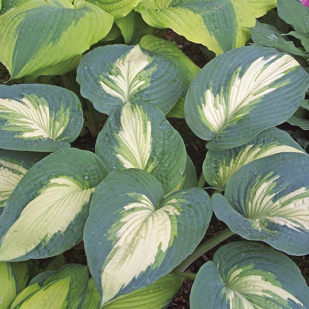 Hudson Bay Hosta PP23598