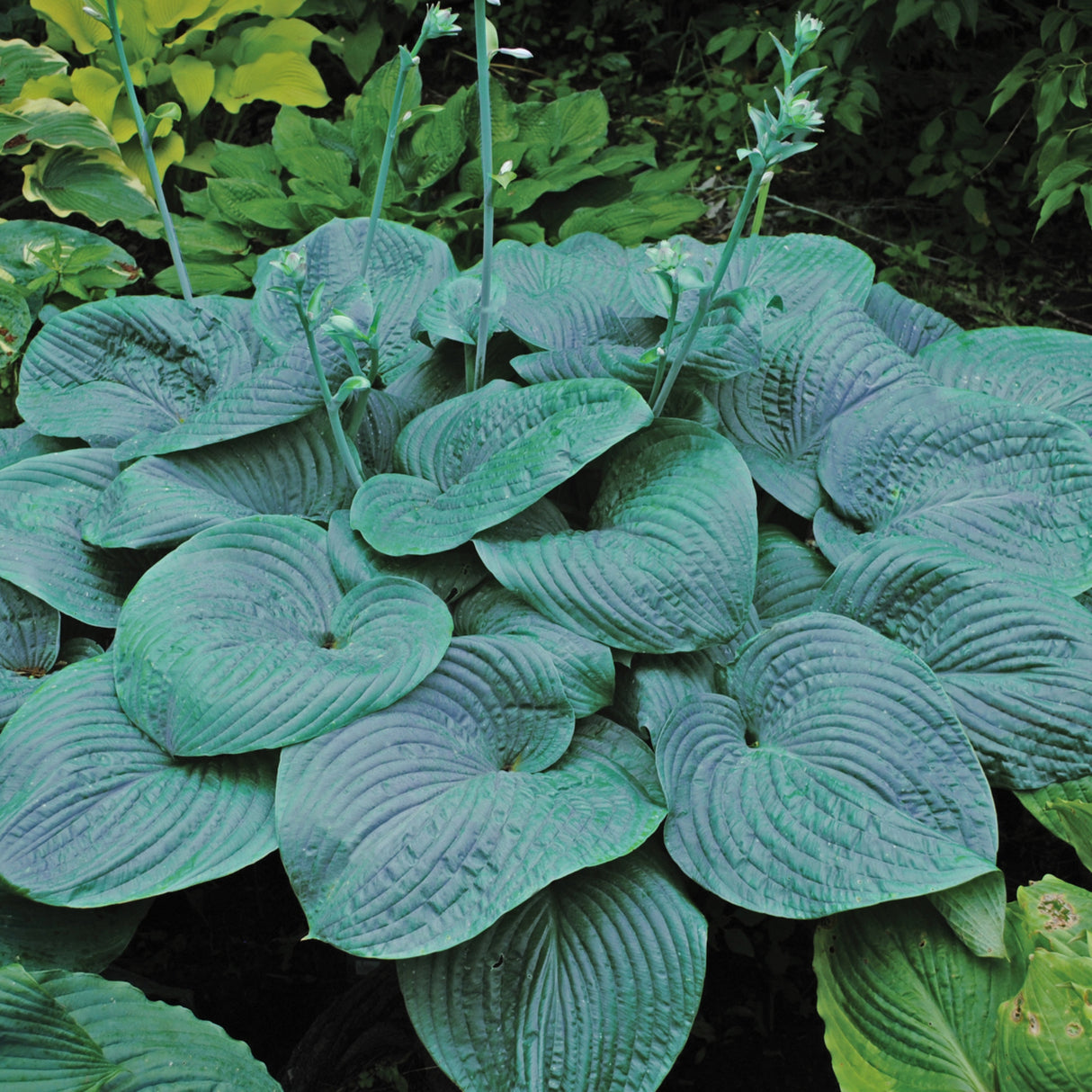 Humpback Whale Hosta