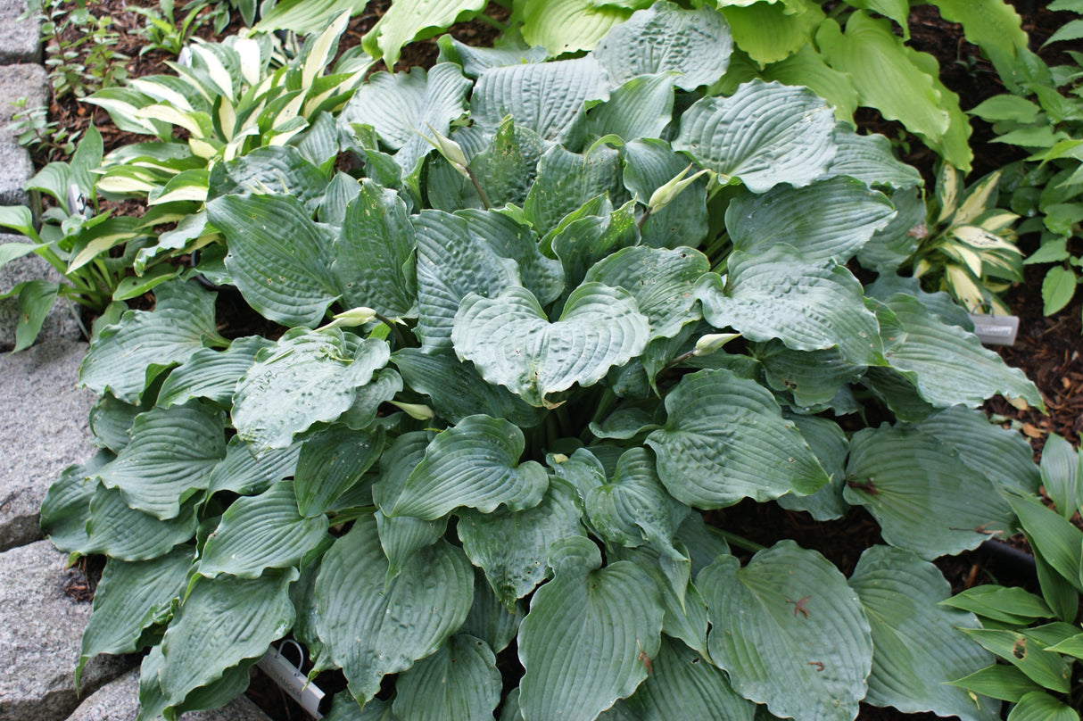 Ice Prancer Hosta