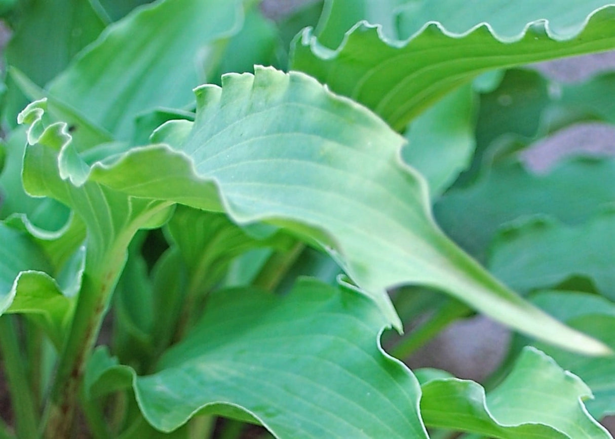 In-A-Gadda-Da-Vida Hosta