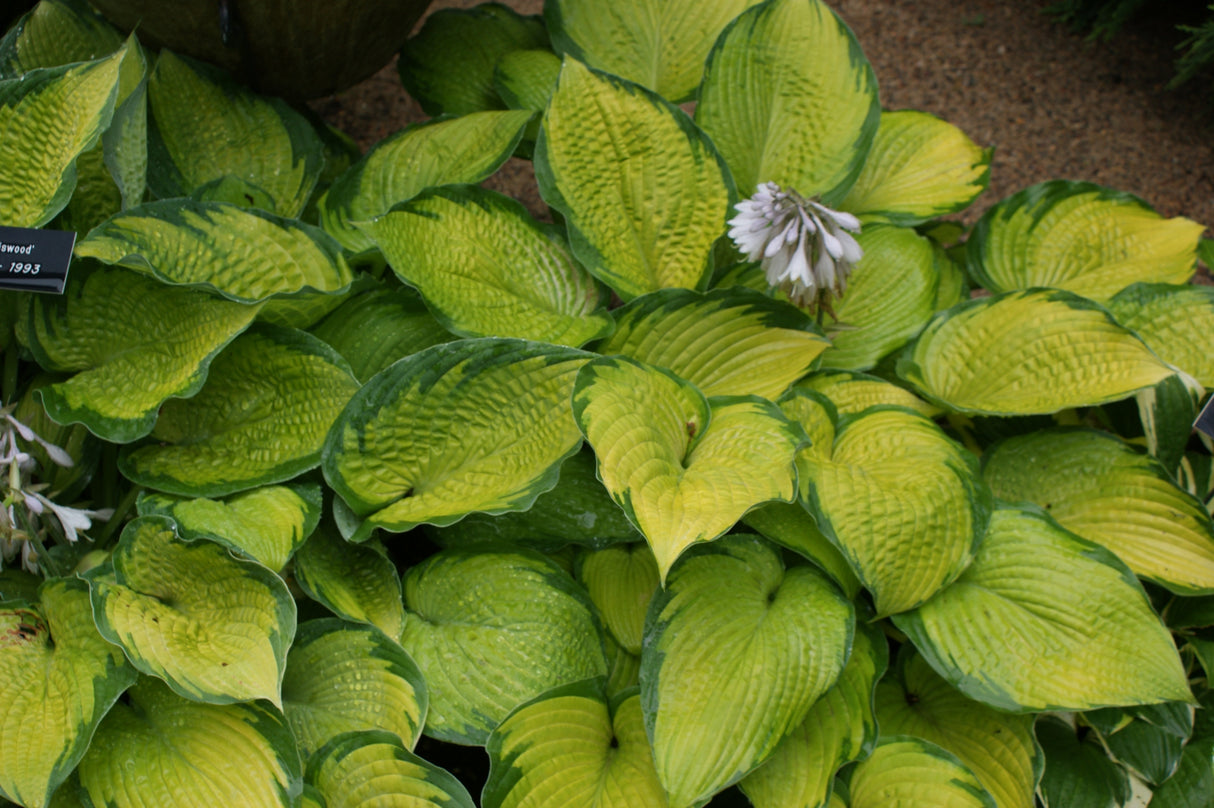 Inniswood Hosta