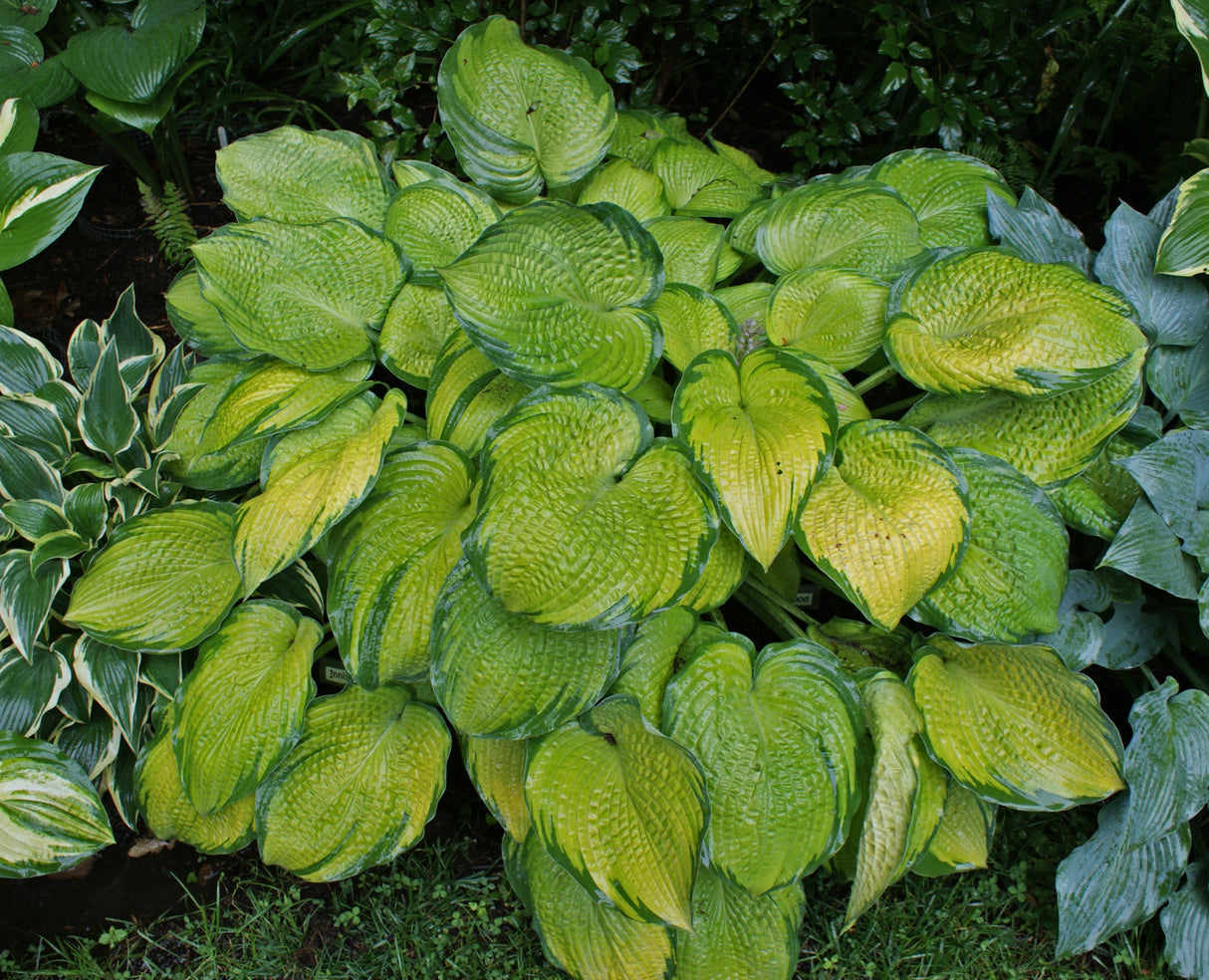 Inniswood Hosta