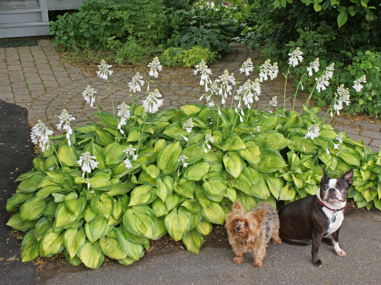 Inniswood Hosta