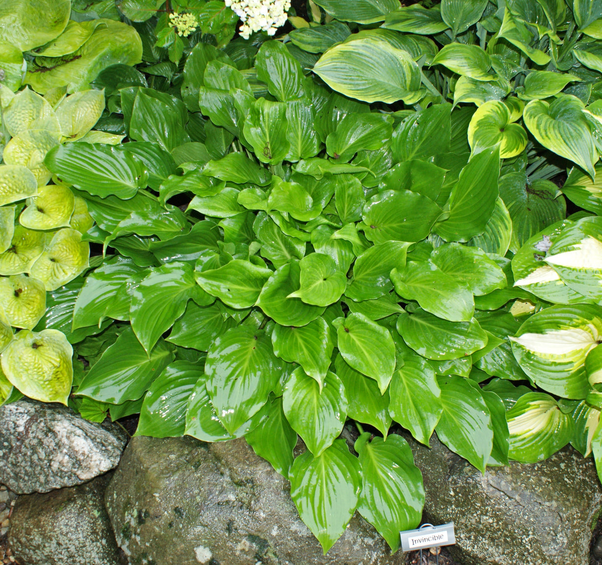 Invincible Hosta - 4.5 Inch Container