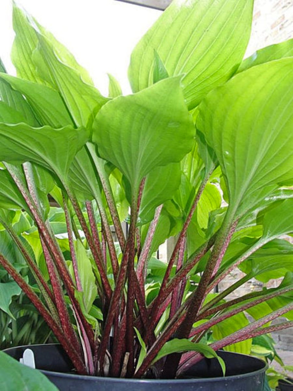 Invincible Spirit Hosta