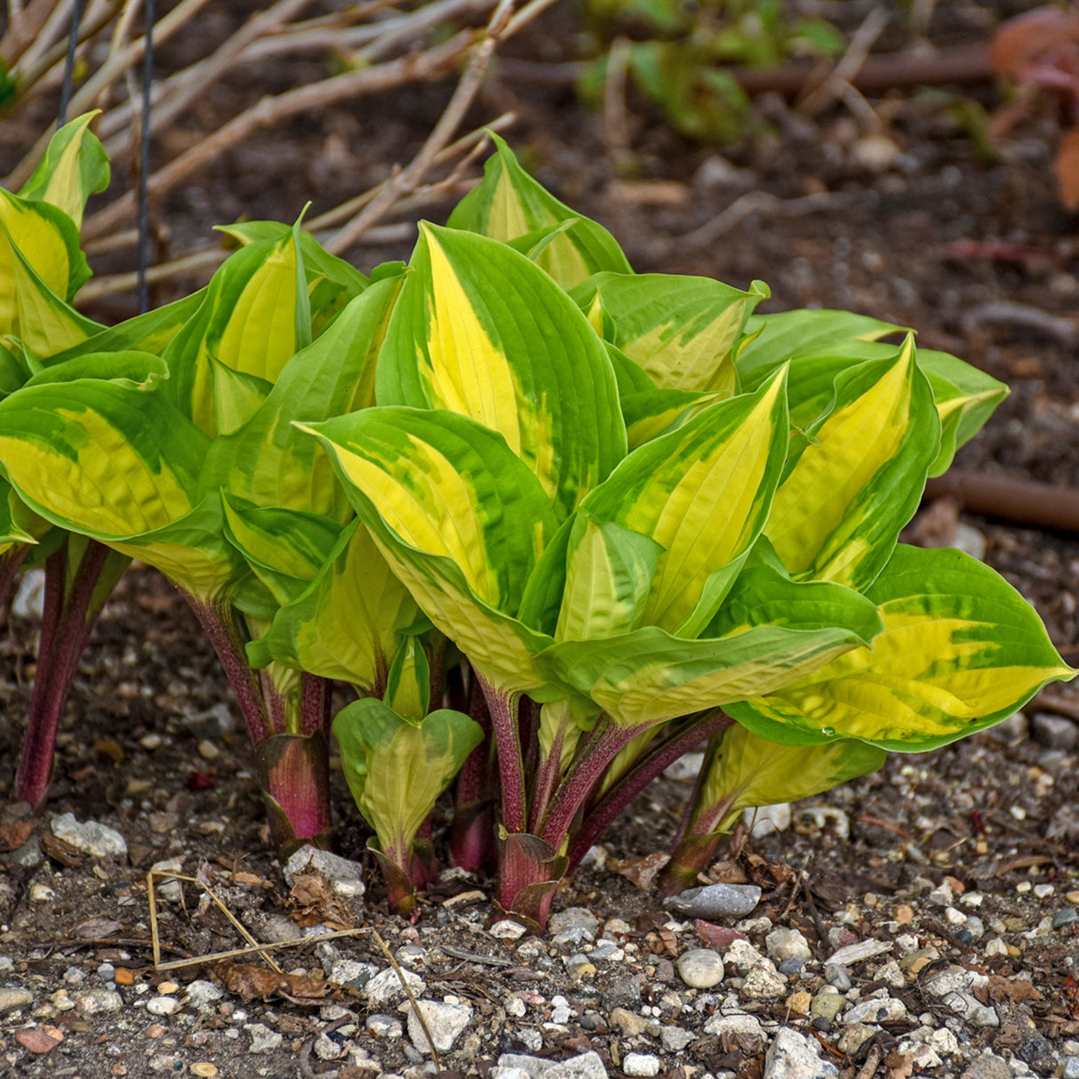 Island Breeze PP27151 Hosta