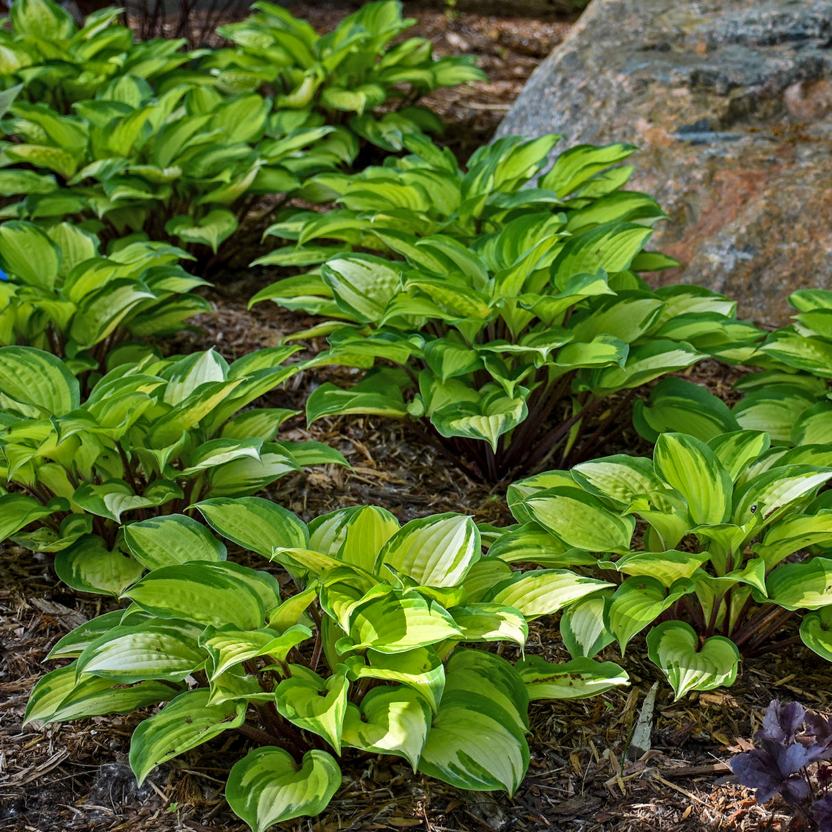 Island Breeze PP27151 Hosta