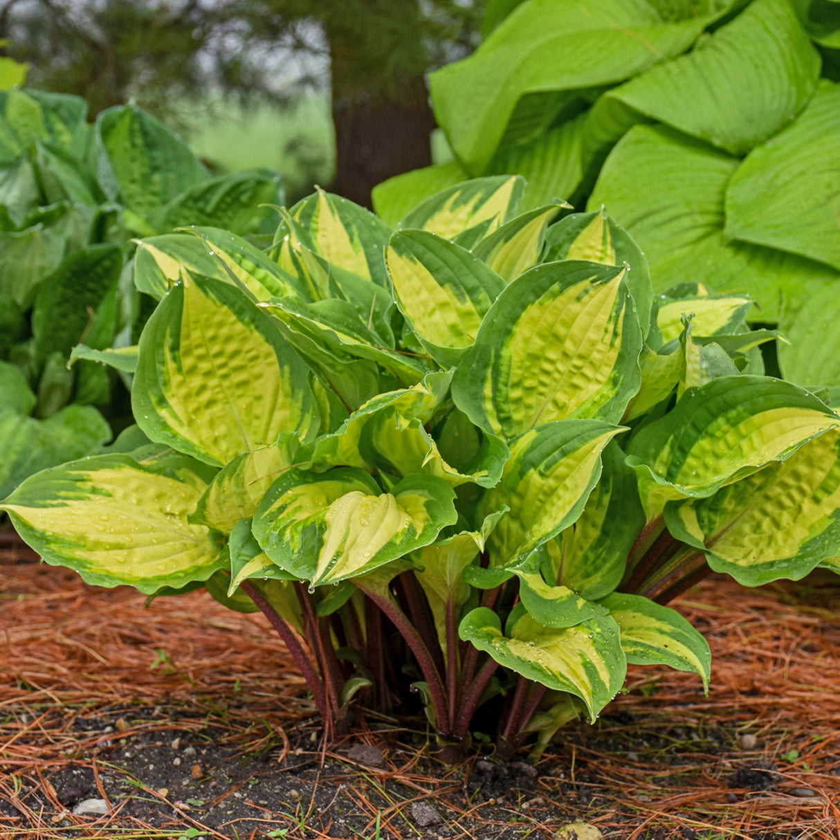 Island Breeze PP27151 Hosta