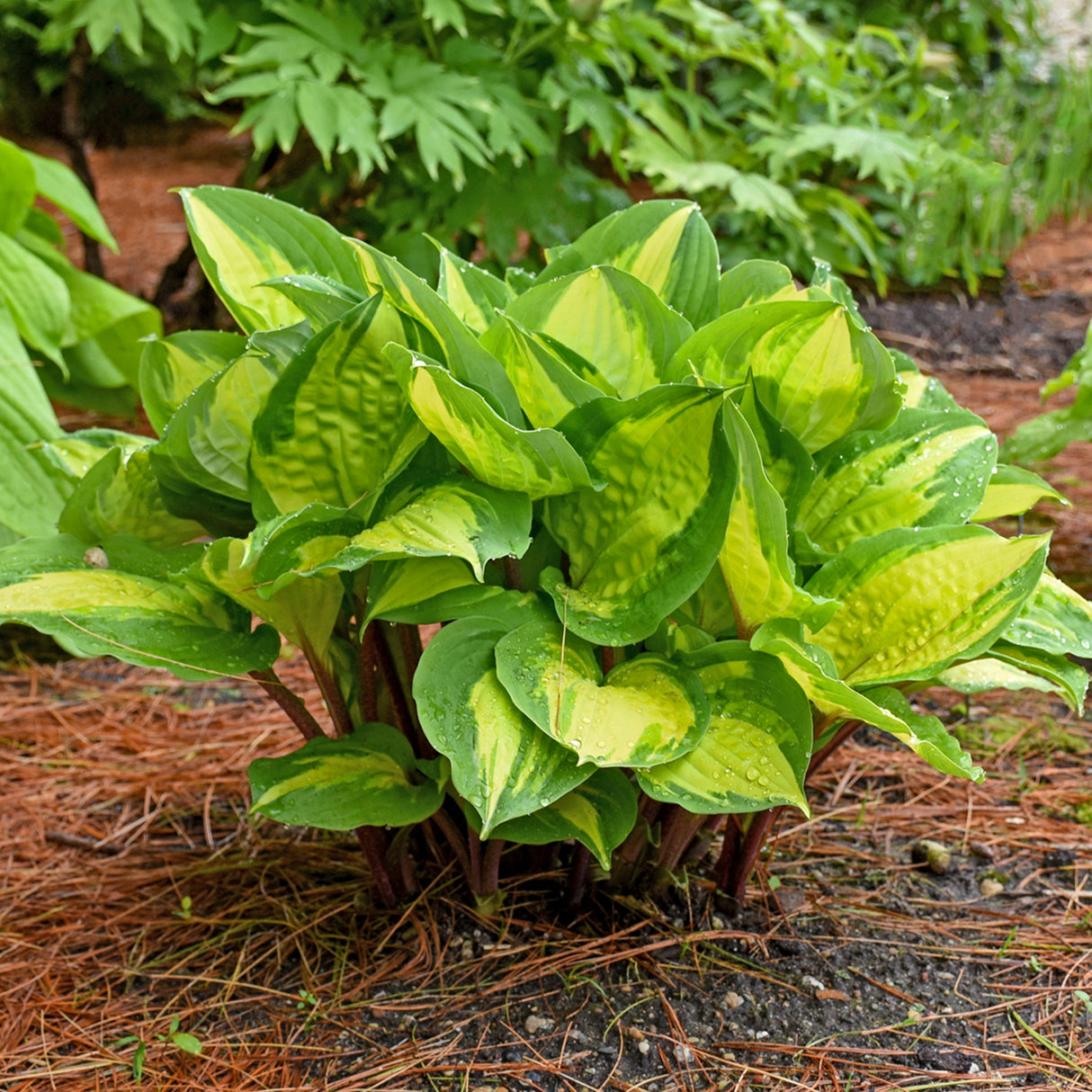 Island Breeze PP27151 Hosta