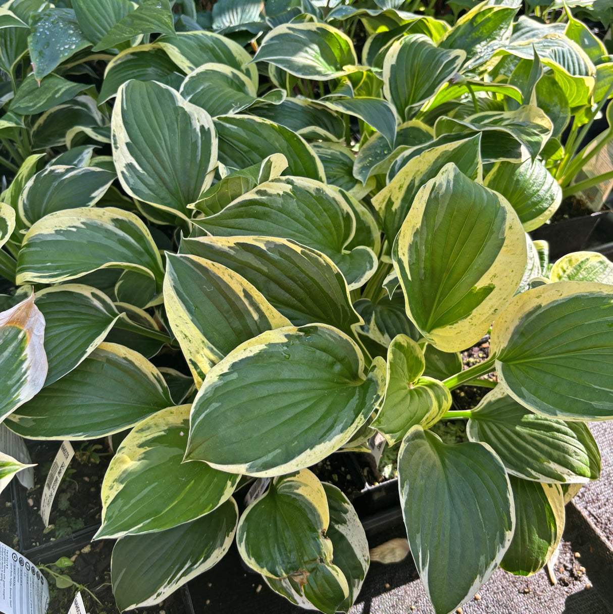 Ivory Sparks Hosta