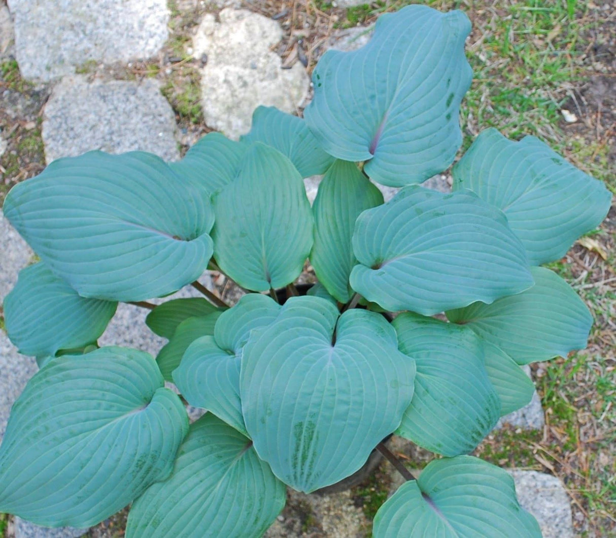 Jack Berry Hosta