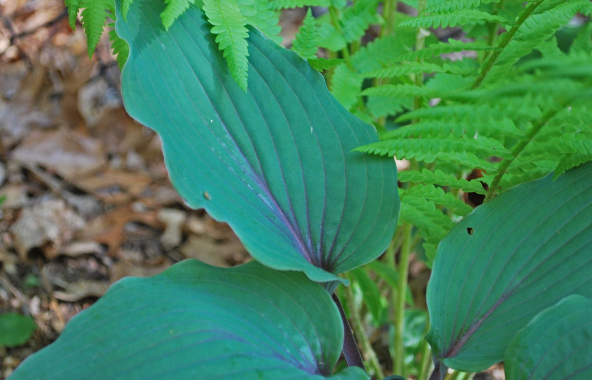 Jack Berry Hosta