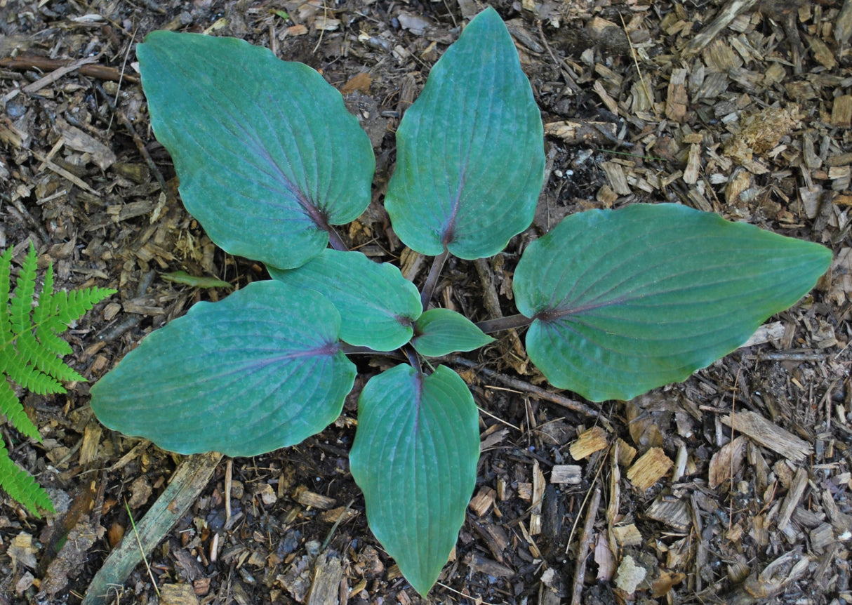Jack Berry Hosta