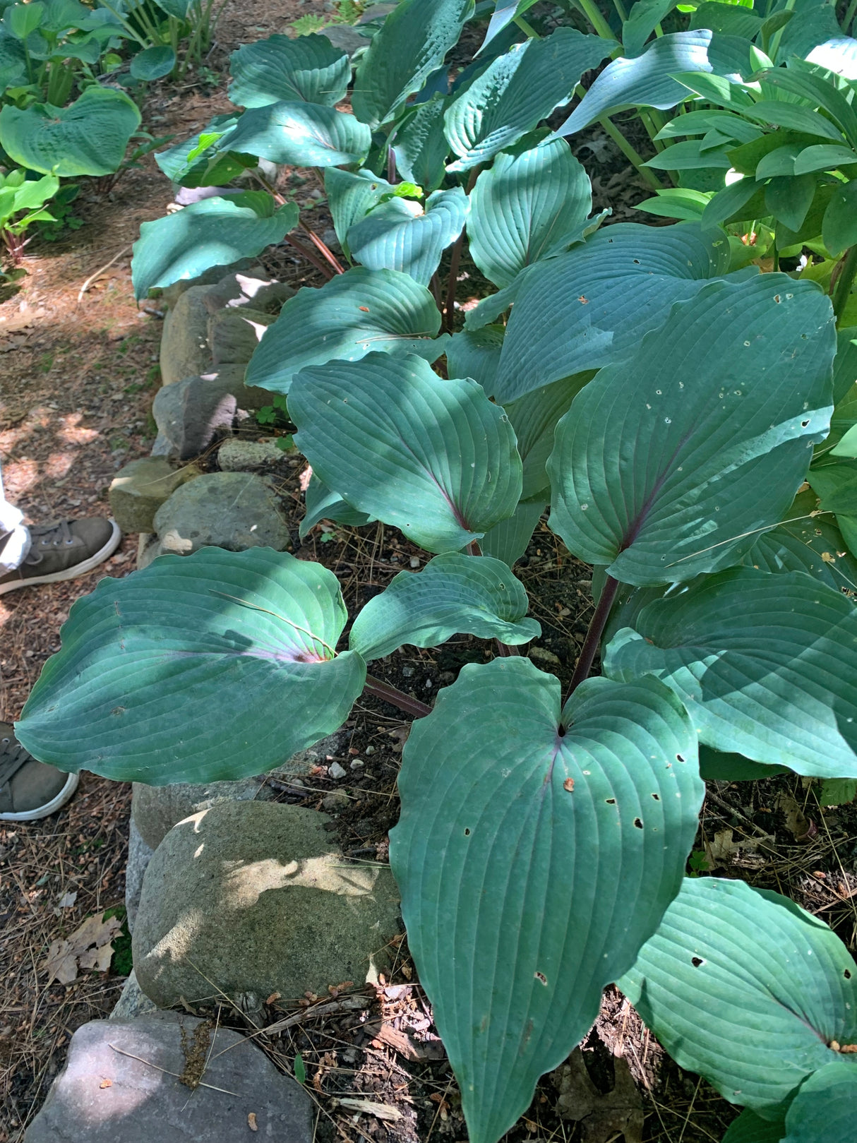 Jack Berry Hosta