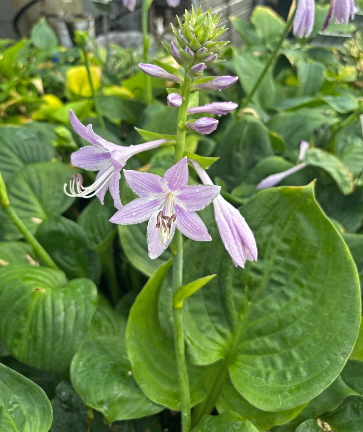 Jasmine Hosta