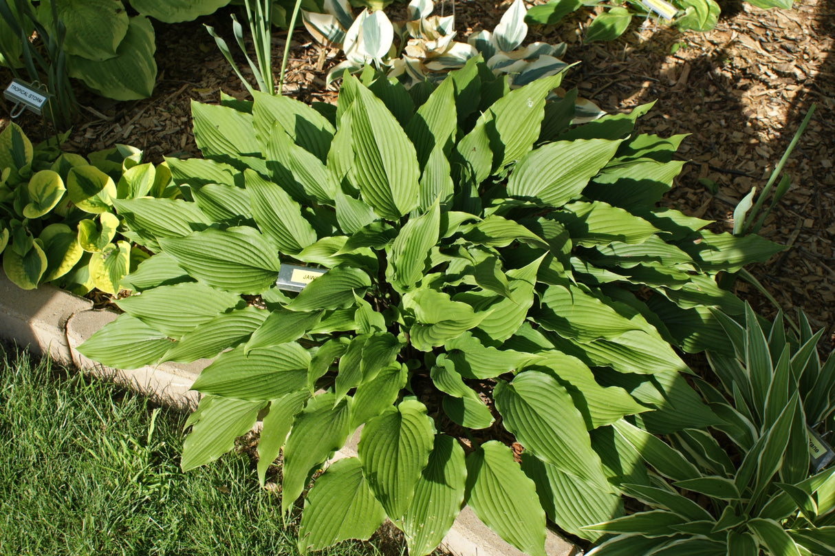 Jaws Hosta