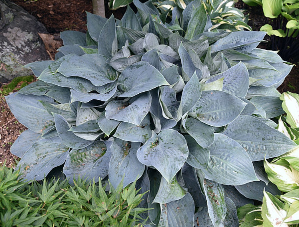 Jetstream Hosta