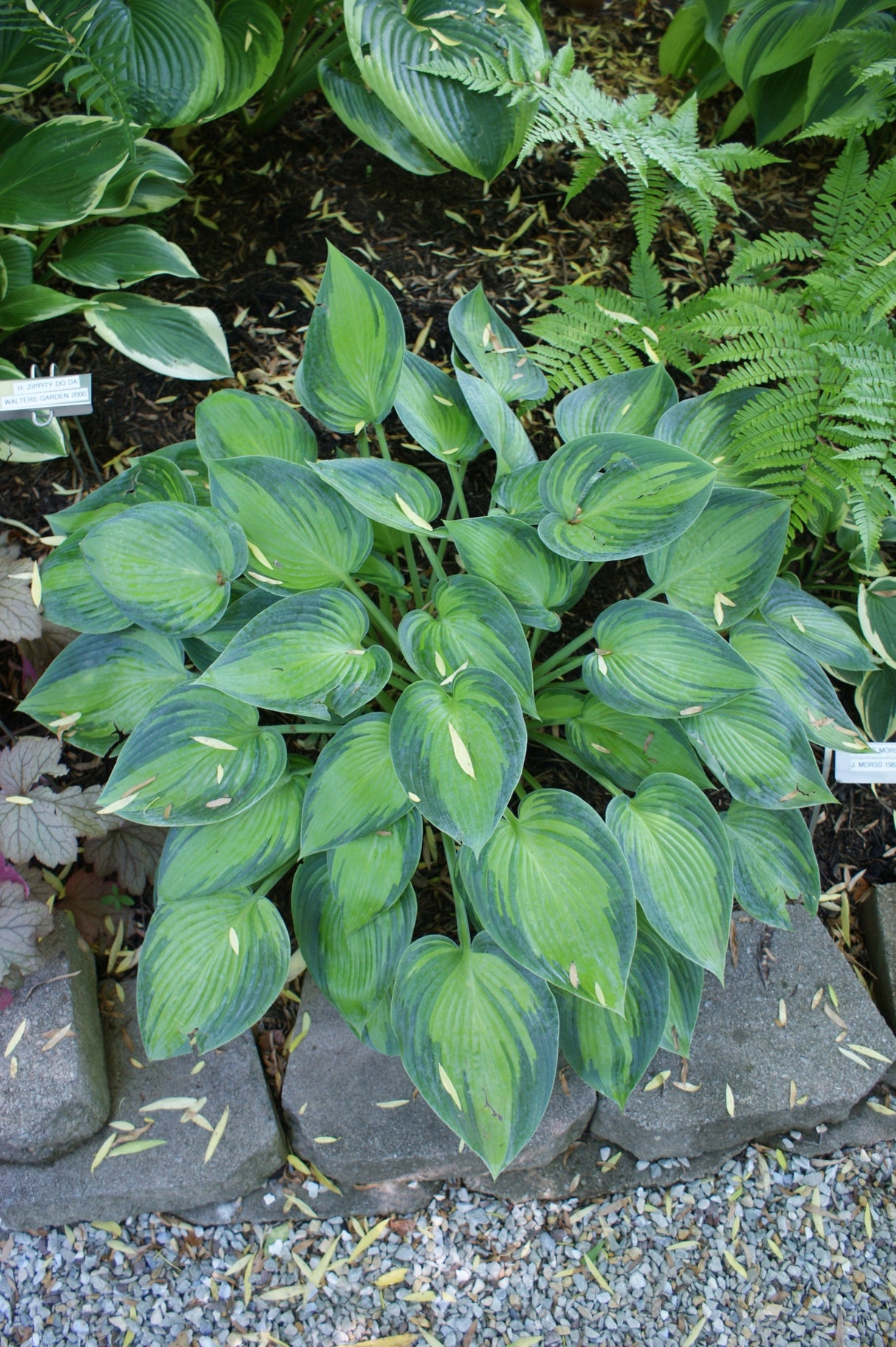 Julie Morss Hosta