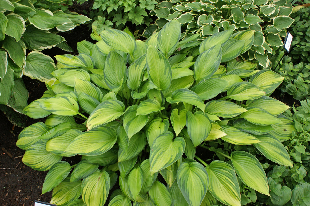 June Fever Hosta
