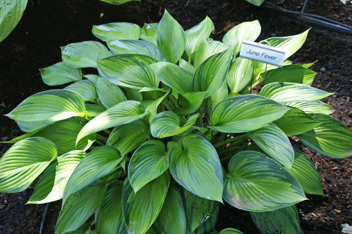 June Fever Hosta