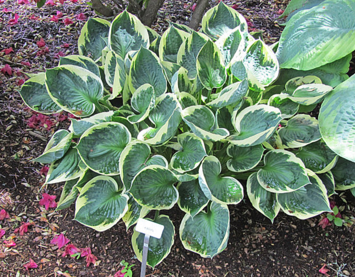 Karin Hosta