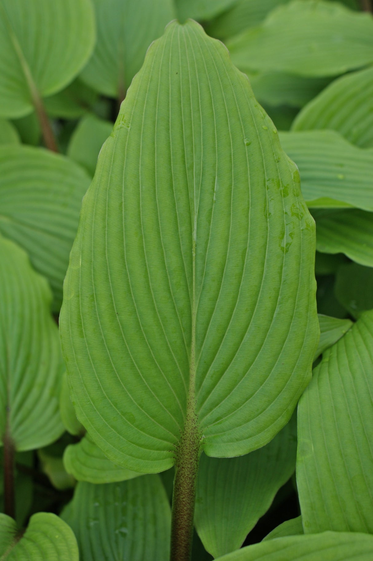 Katsuragawa Beni Hosta