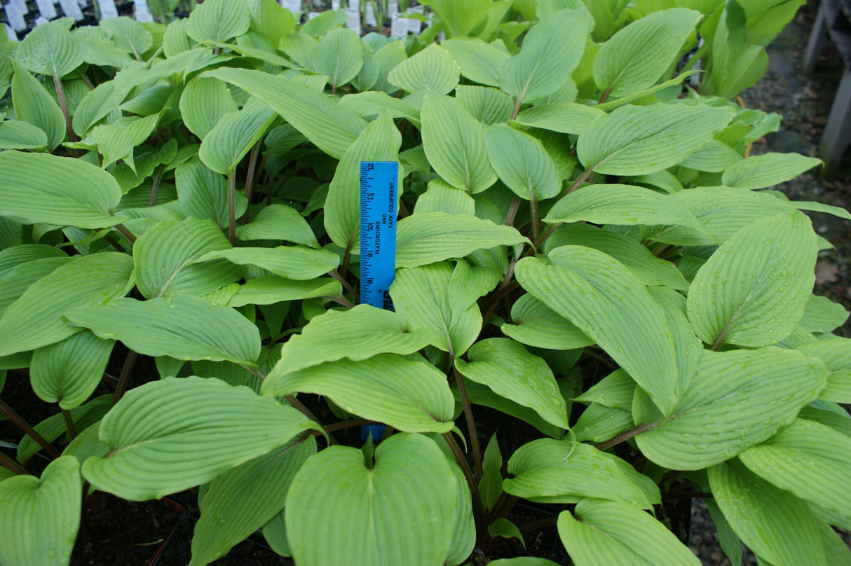 Katsuragawa Beni Hosta