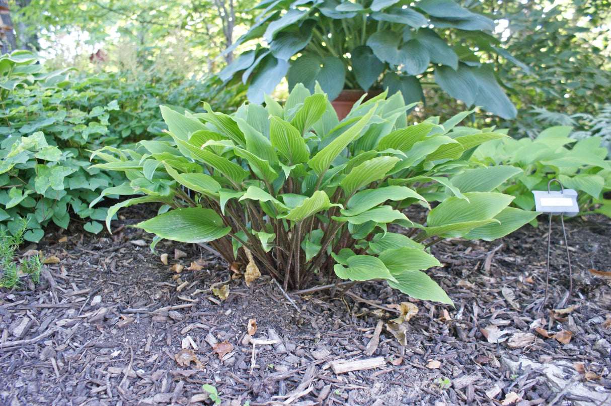 Katsuragawa Beni Hosta