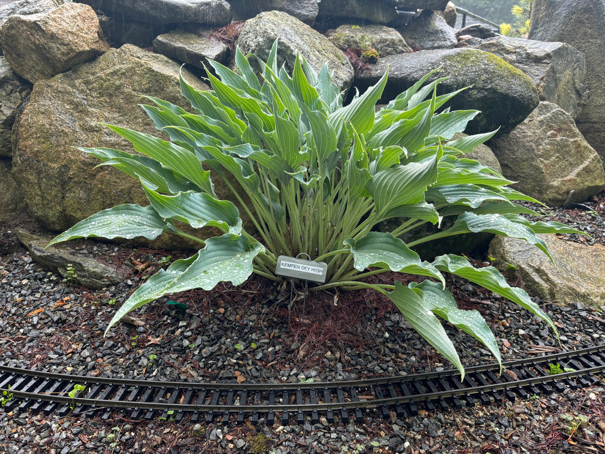 Kempen Sky High Hosta