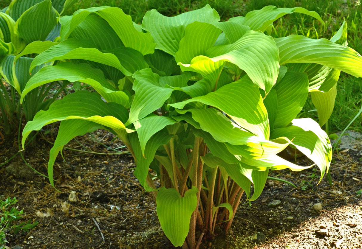 Kent Falls Hosta