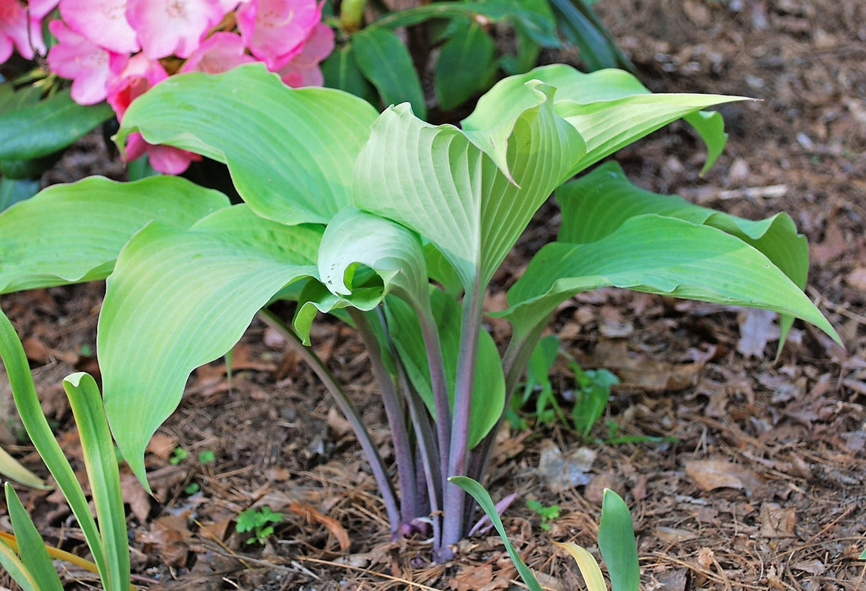 Kent Falls Hosta
