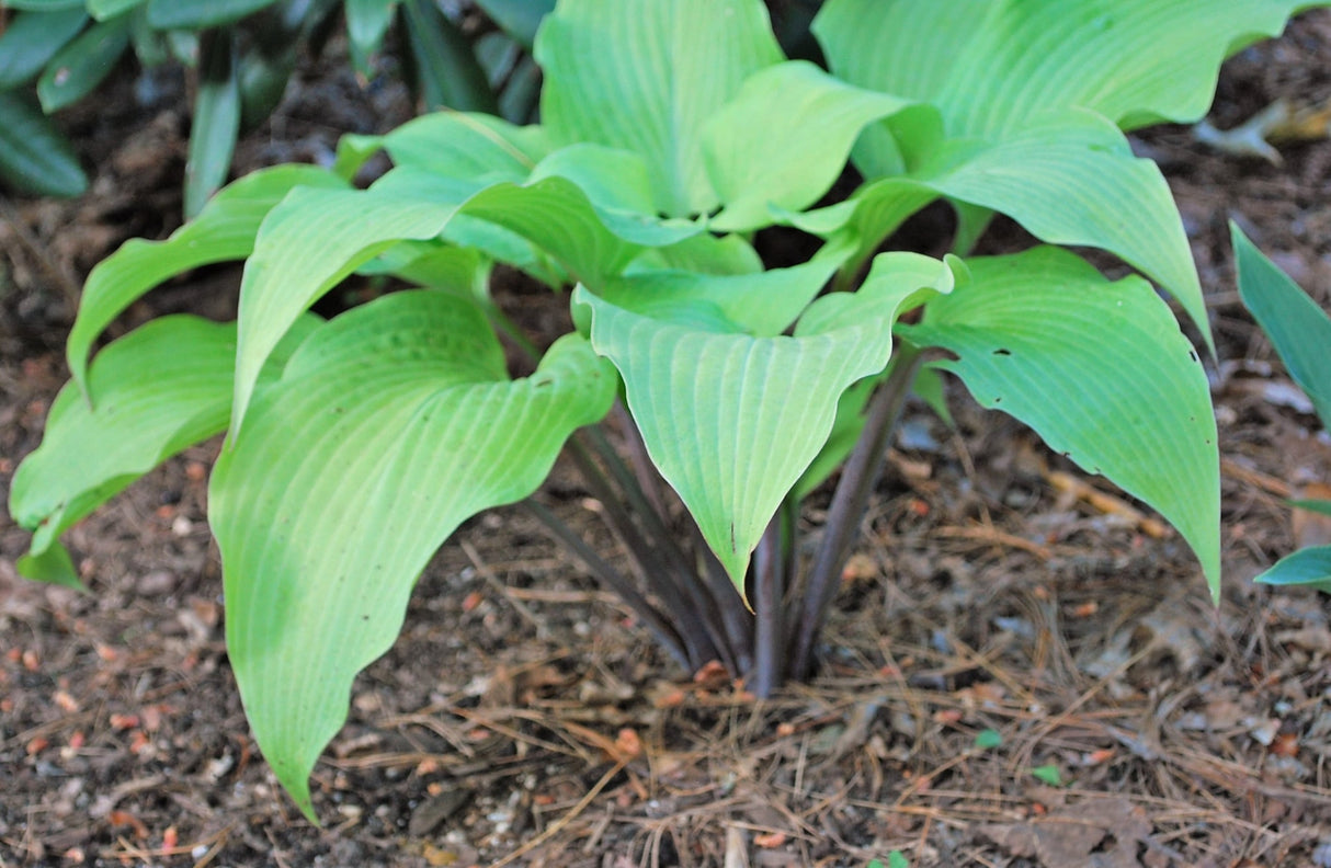 Kent Falls Hosta