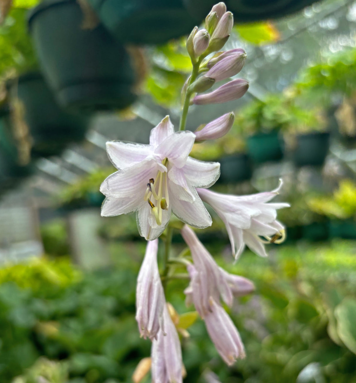 Ki-renjyaku Hosta