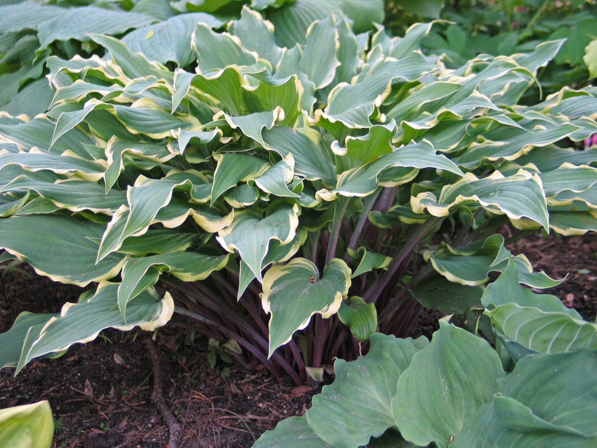 Kinky Boots Hosta