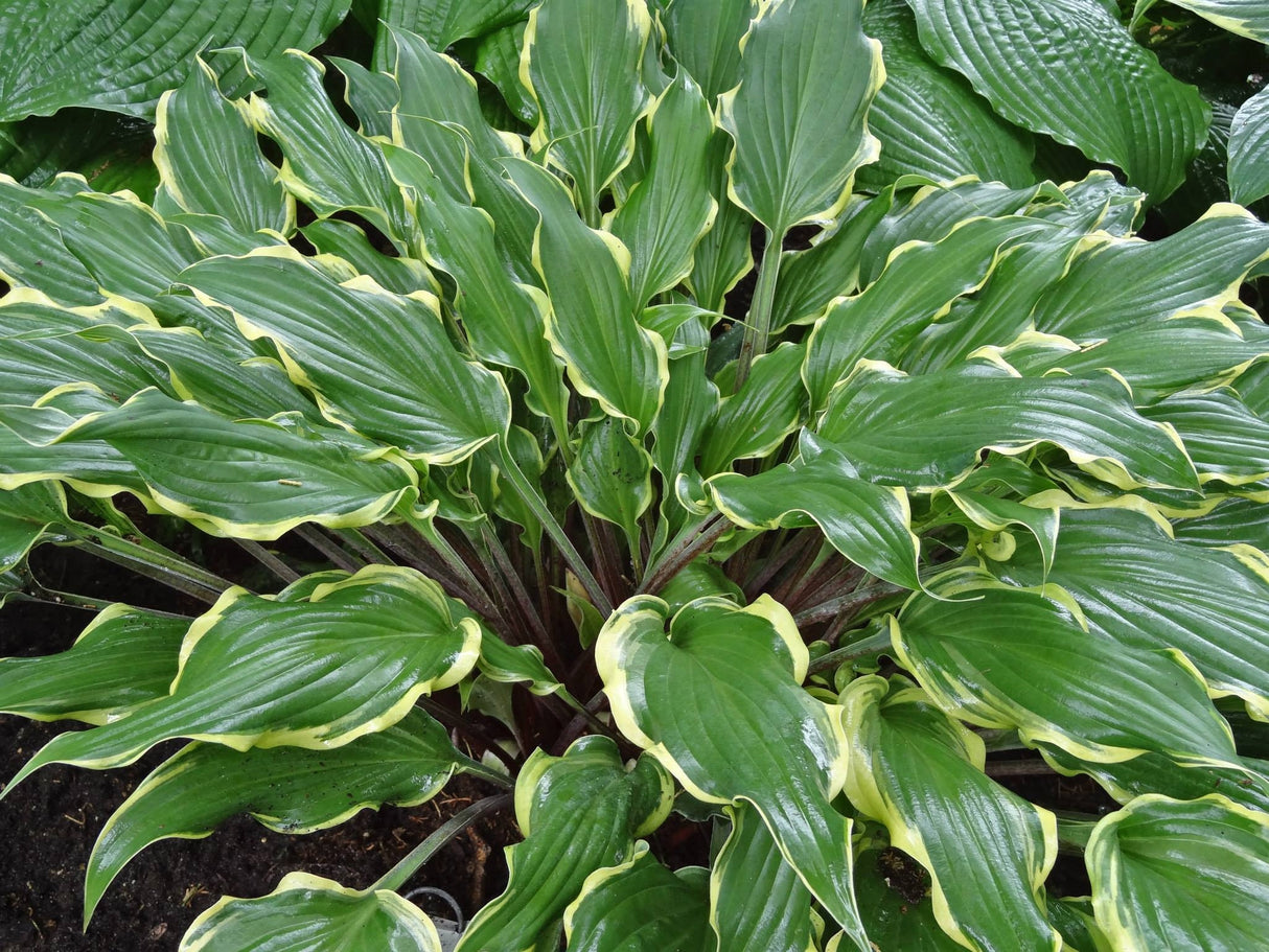 Kinky Boots Hosta