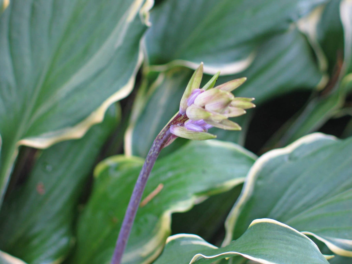 Kinky Boots Hosta