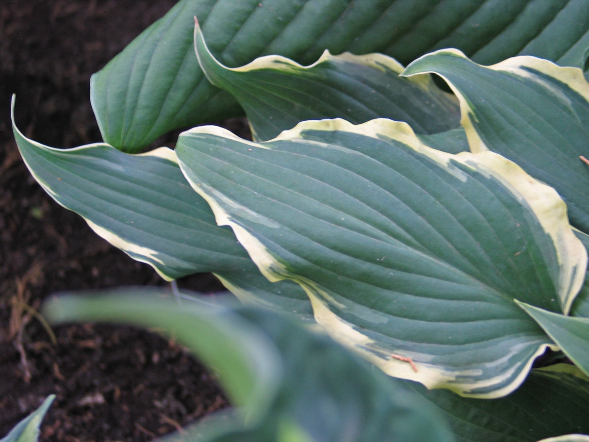 Kinky Boots Hosta