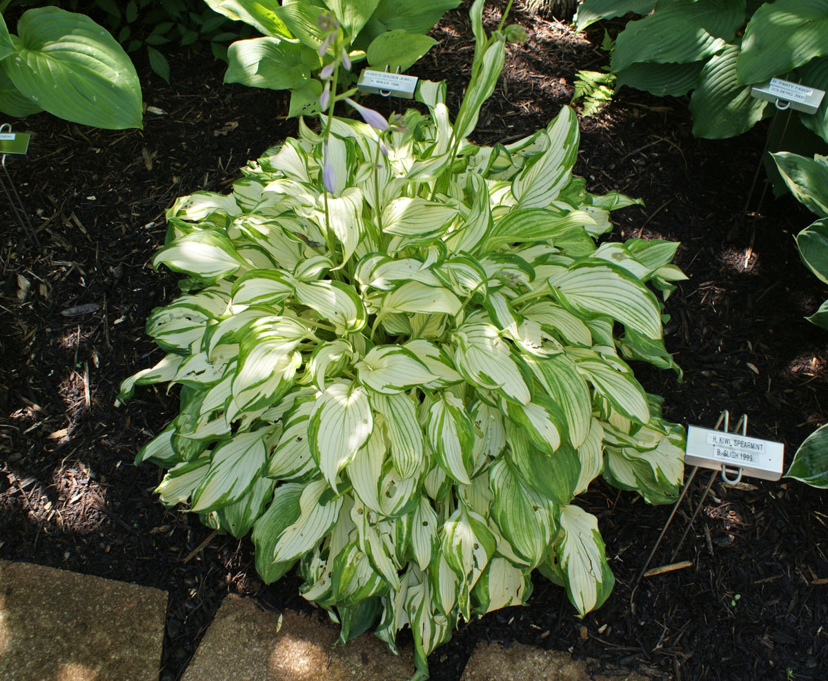 Kiwi Spearmint Hosta