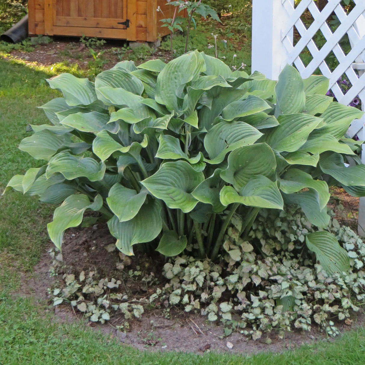 Krossa Regal Hosta