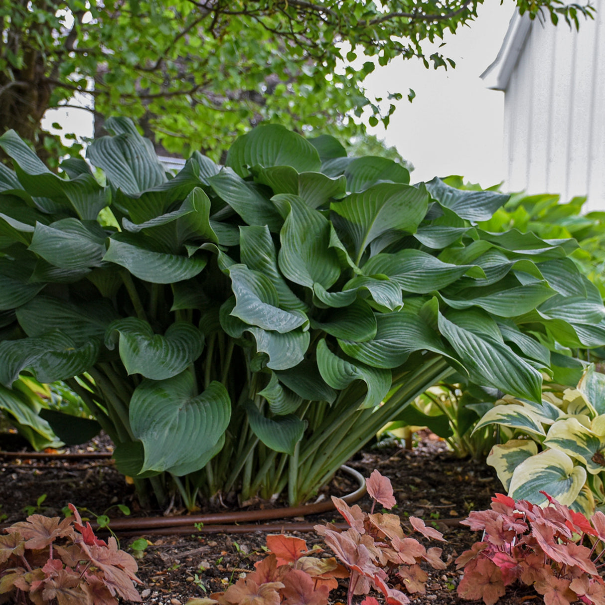 Krossa Regal Hosta