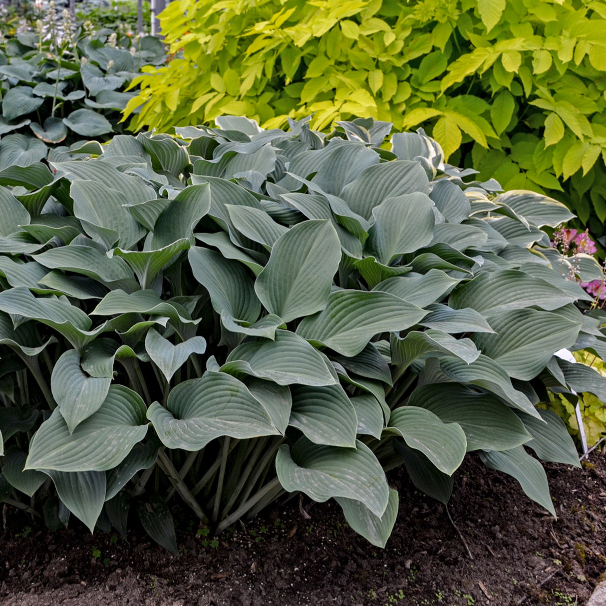 Krossa Regal Hosta