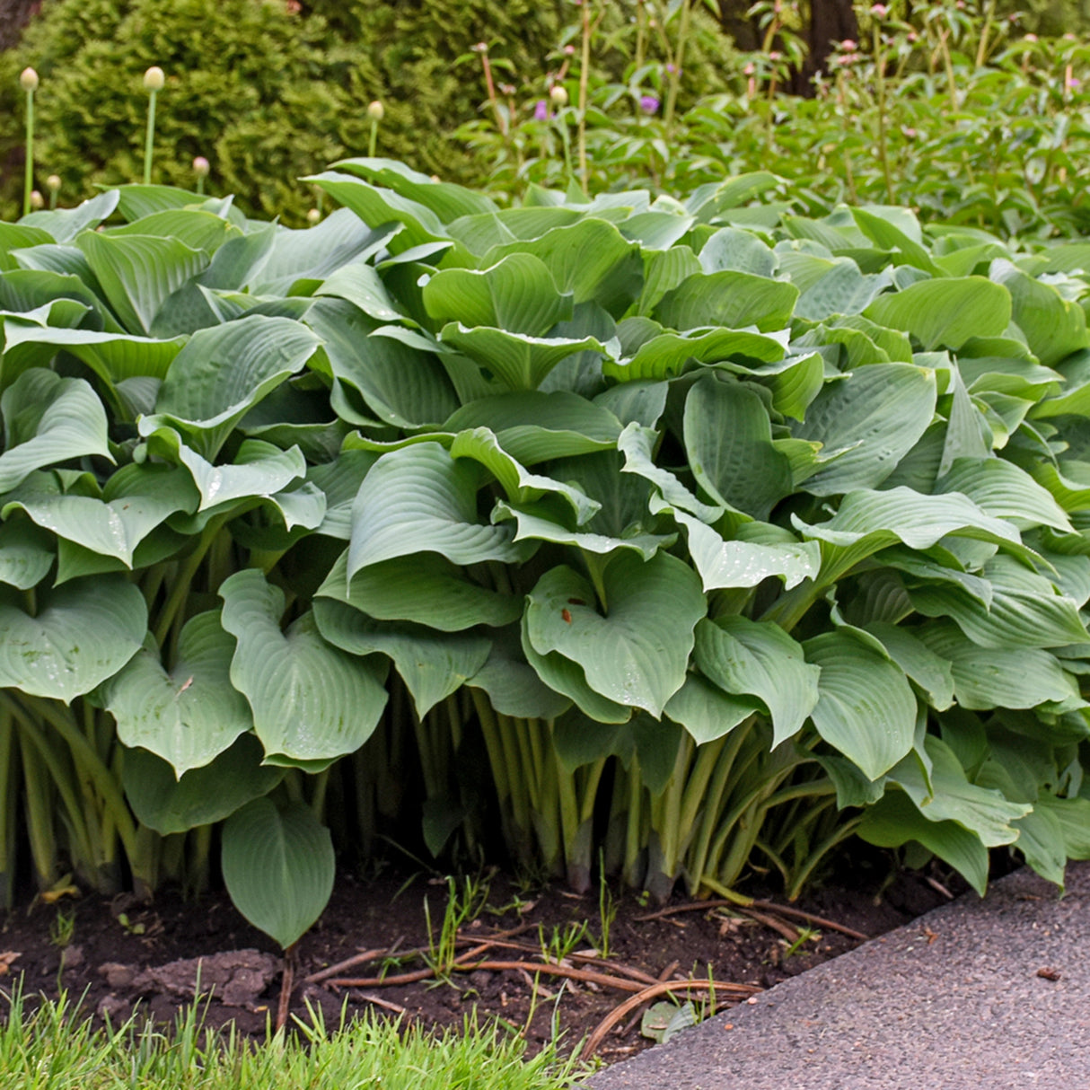 Krossa Regal Hosta