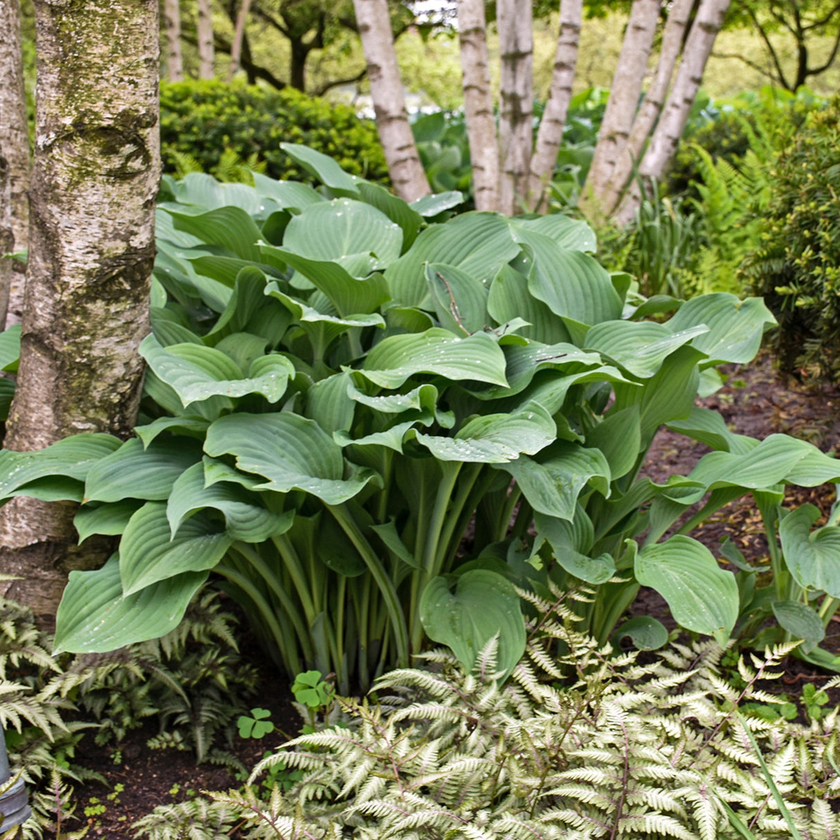 Krossa Regal Hosta