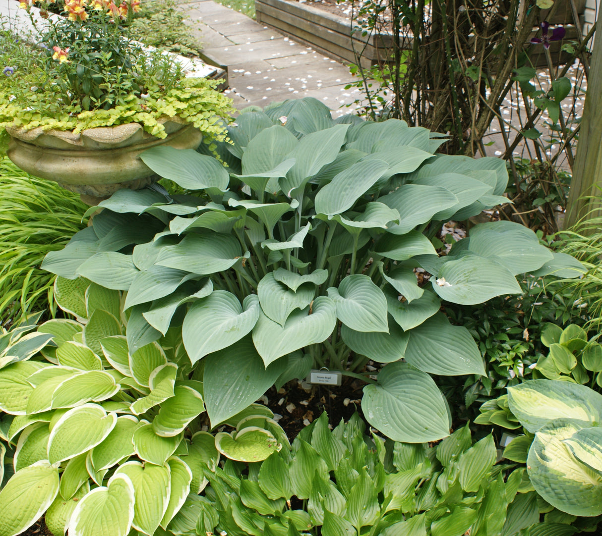 Krossa Regal Hosta