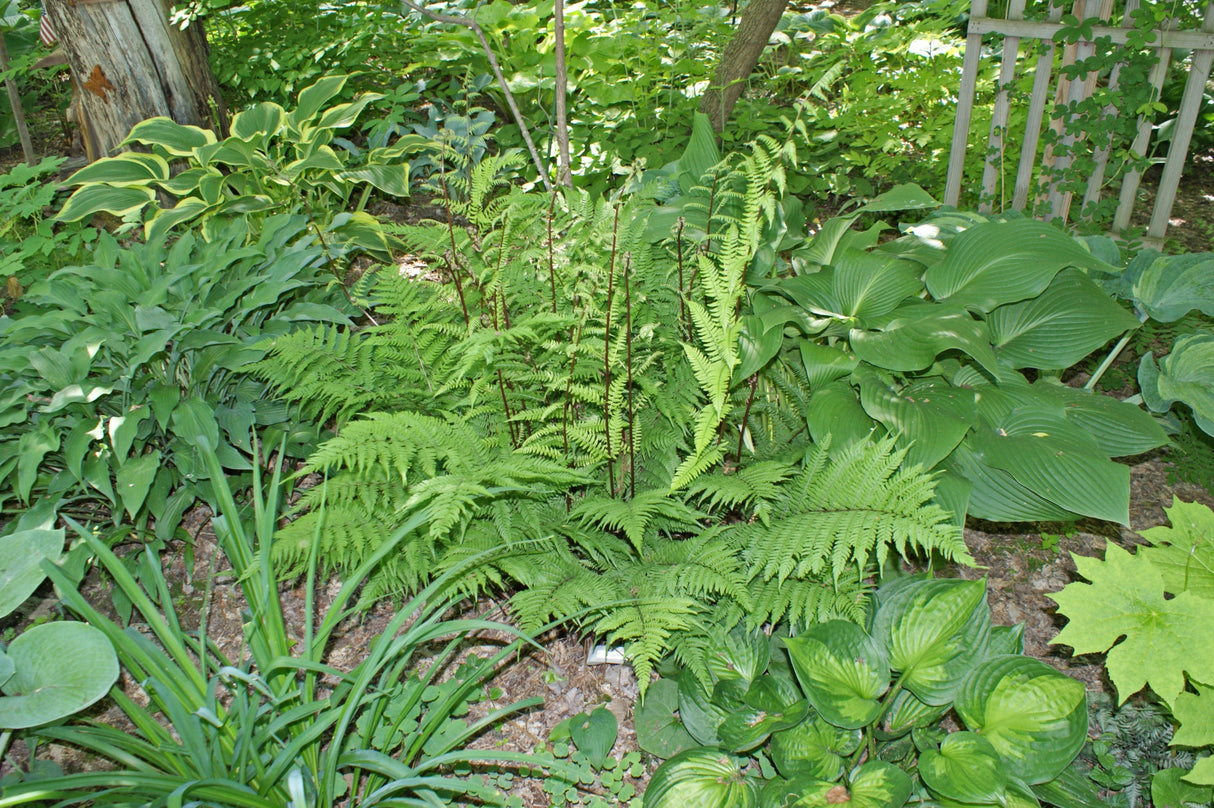 Lady in Red Fern