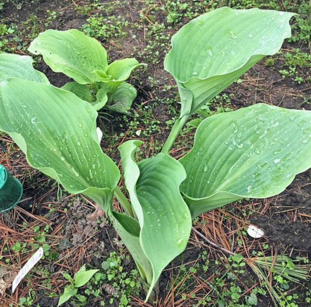Lady Peyton Hosta (NEW For 2024!) Available in May!