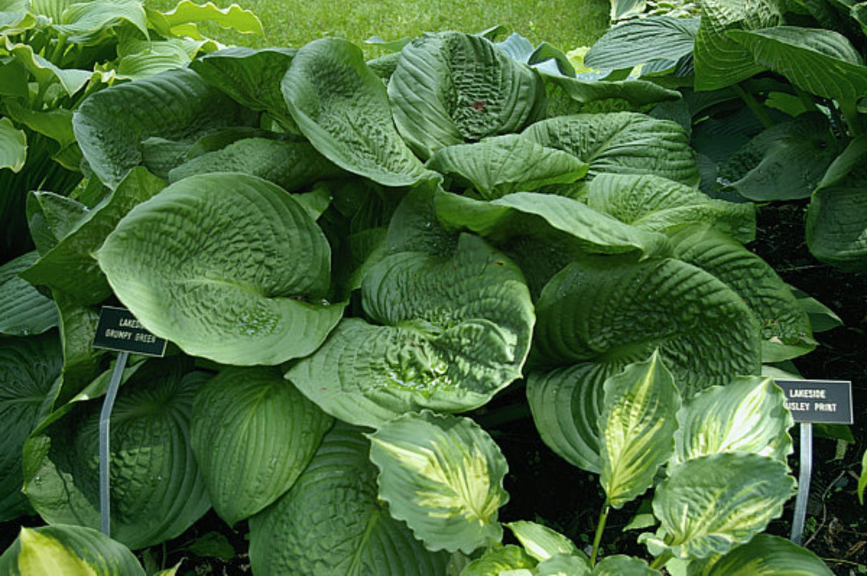 Lakeside Grumpy Green Hosta