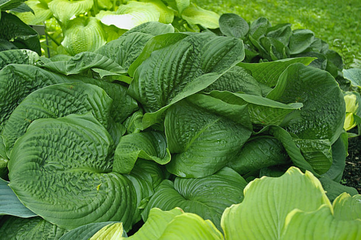 Lakeside Grumpy Green Hosta