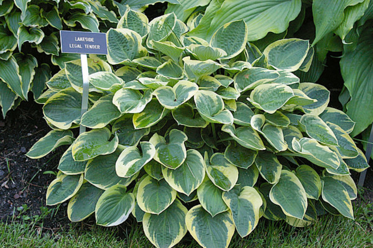 Lakeside Legal Tender Hosta