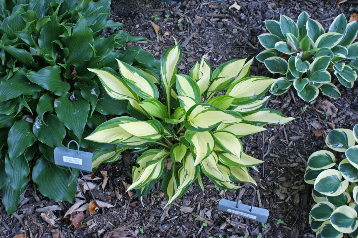 Lakeside Little Tuft Hosta - 4.5 Inch Container